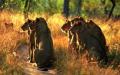 4 Nights/5 Days Kruger Park Lodge Package