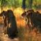 South-Africa