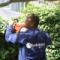 Muneeb is trimming hedges