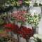 Flowers 5