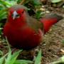 African Firefinch