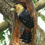 Crested Barbet