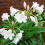 Crinum macowenii