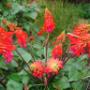 Erythrina humeana