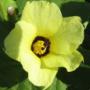 Hibiscus calyphyllus