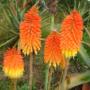 Kniphofia tysonii