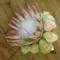 Bridal Bouquet