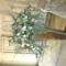 South African Protea Design Vintage