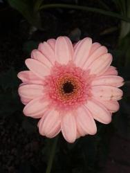 Ennis Garden Centre