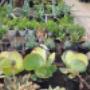 Uploaded by visitor on 2017/04/06 - Aloes, Succulents and Cacti