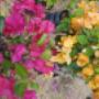 Uploaded by visitor on 2017/04/06 - Bougainvillea (Creepers)
