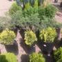 Uploaded by visitor on 2017/04/06 - Conifers