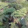 Uploaded by visitor on 2017/04/06 - Ferns