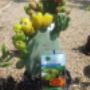 Uploaded by visitor on 2017/04/06 - Fruit trees