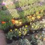 Uploaded by visitor on 2017/04/06 - Ground covers