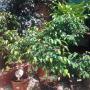 Uploaded by visitor on 2017/04/06 - Indoor plants