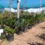 Uploaded by visitor on 2017/04/06 - Palms  and Cycads
