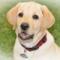 Nature & Animal 1 - Pets
