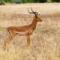 Nature & Animal 2 - Wildlife