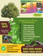 Tree felling and trimming