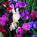 Things to do in your garden in March