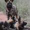 Wild dog