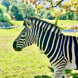 Franschhoek Country Cottages and Wildlife Reserve