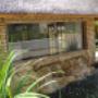 :Lilly pond