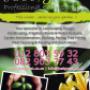 Justgreen Lawn Dressing