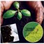 Landscaper and Irrigation Pretoria