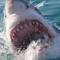 Get a new perspective on sharks