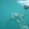 Shark Cage Diving