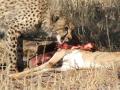 6 day safari
