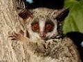 Bush Babies Baby Shoes