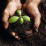 GardenPride Compost