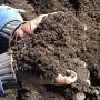GardenPride - Kraal Manure in hands