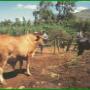 GardenPride Kraal Manure