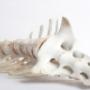 spine