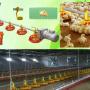 Chicken nipple watering system
