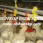 poultry pan automatic auger feeding system