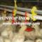poultry-chicken-house