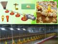 pan Feeding System,broiler pan feeding equipment supplier China