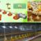 poultry-Feeding-System