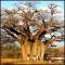 Baobab Tree