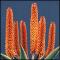 South Africa Plants