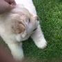 Chow Chow Breeders