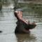 Botswana Kasane Hippo