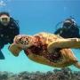 Join our underwater world!