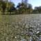 Dam Cleaning of Hysainth (Before)