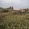 Reed Control and Treatment in large public areas